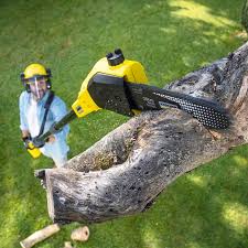 How Our Tree Care Process Works  in  Smithville, TX